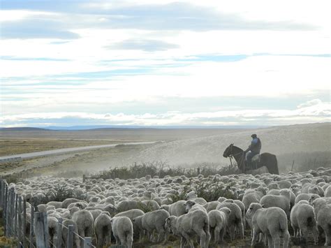 Arreo De Ovejas Estancias Santa Cruz Patagonia Ea La Vizcaina
