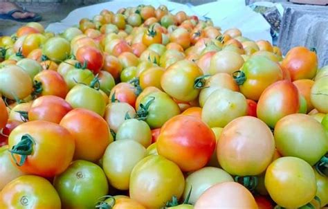 Help Farmers And Save Up On Tomatoes By Buying In Bulk P20010kg This