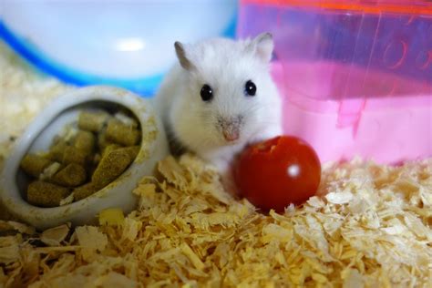 Can Dwarf Hamsters Eat Porridge Unveiling The Dietary Options For Tiny