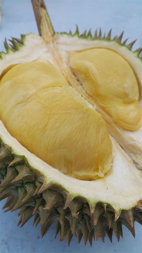 Panen durian musang king di tegal. Jual Bibit Durian Bawor, Merah, Musang king, Montong ...