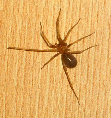 One Species A Day A New Recluse Spider Loxosceles Guajira