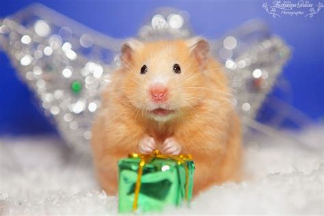 Cutest Hamster Pictures Ever Seen On The Internet StuffMakesMeHappy