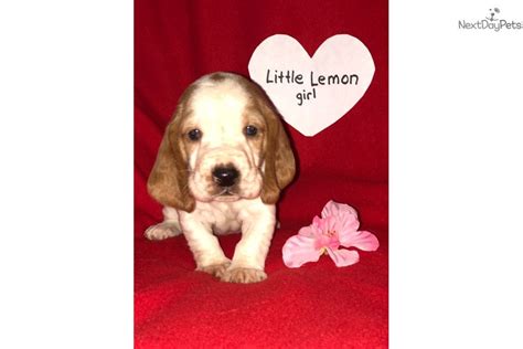 Welcome to our akc basset hound puppy site. Little Lemon: Basset Hound puppy for sale near Duluth / Superior, Minnesota. | b404e310-bf51