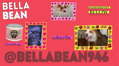 cute pitbull bella bean s adventure to take a nap super cute must