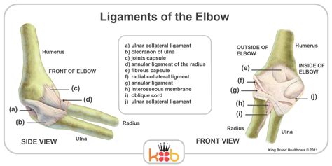 Tendonitis is the swelling of a tendon, which is a thick cord attaching a muscle to a bone. King Brand Elbow Images