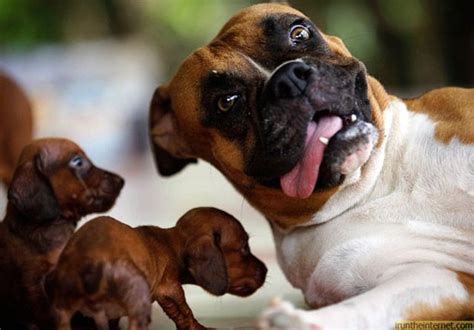 27 Hilarious Dog Faces That Will Make You Laugh
