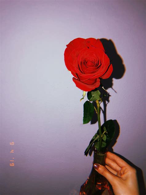 √ Aesthetic Roses