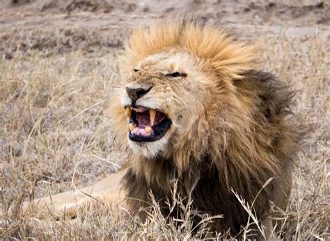 Animal Encounters 4 — Big Cats Of Tanzanias Serengeti Plains Maho On