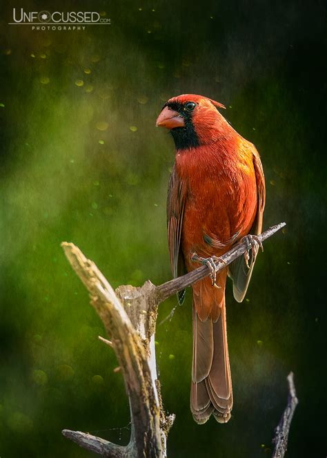 Redbird Standing Tall Shutterbug