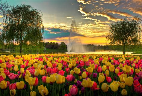 Pink And Yellow Tulip Flower Bed During Sunset Hd Wallpaper Wallpaper
