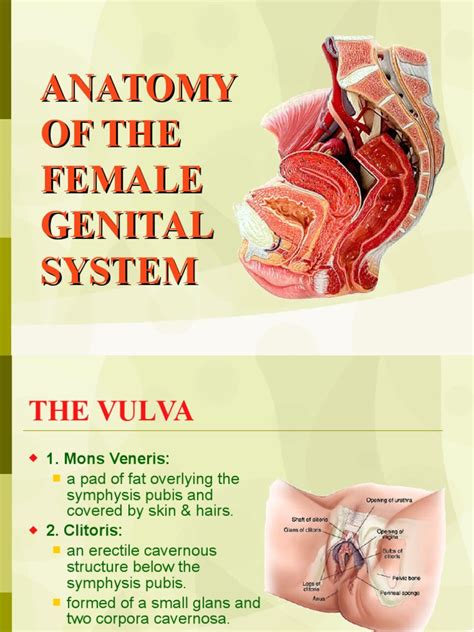 There are 1067 female parts for sale on etsy, and they. 01 Anatomy of Female Genital System | Uterus | Vagina