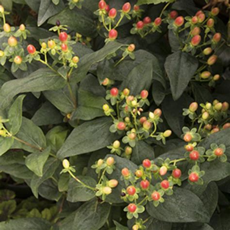 Northeast 5 Shrubs That Look Great In August Zone 3 6 Long