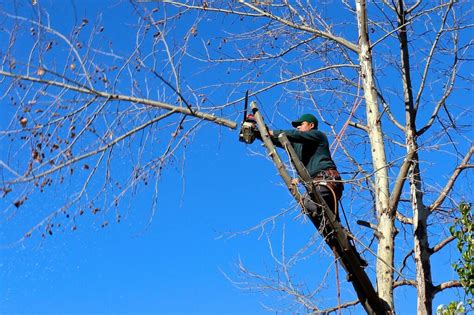 Cómo Cortar Un árbol Correctamente Arboles Frutales