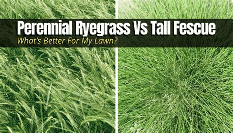 Perennial Ryegrass Vs Tall Fescue Whats Better For My Lawn The