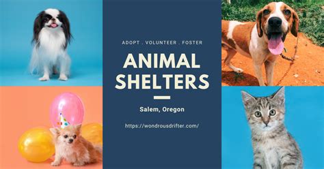 9 Animal Shelters In Salem Oregon