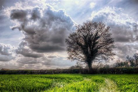 One Tree Hdr Photography Clouds Rain Clouds Sky Photos