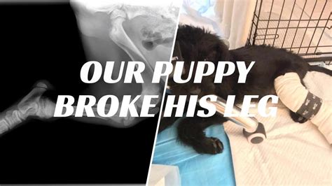 Our Puppy Broke His Leg A Story Of Heartbreak Trust Love And