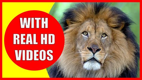 Lion Facts For Kids Information About Lions Kiddopedia