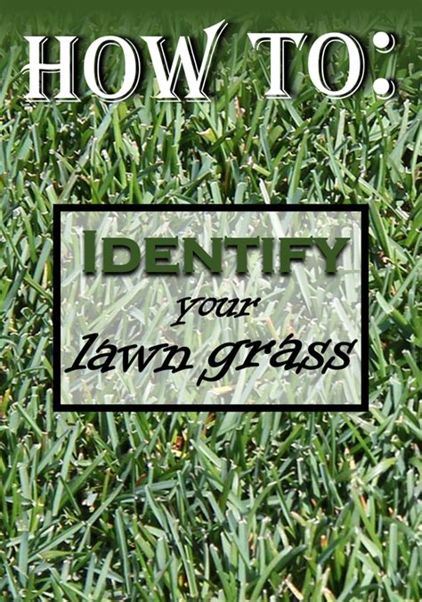 How To Identify Your Lawn Grass Grass Type Planting Grass Lawn