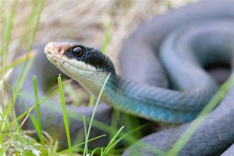 Got Snakes Blue Racer Snakes Reported In Mecosta County