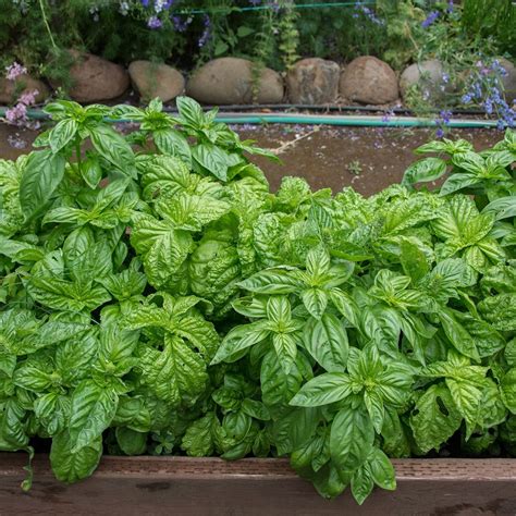 Your Guide To All The Different Types Of Basil Taste Of Home