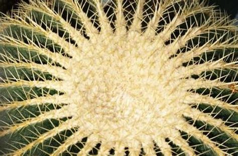 You have to watch this if your thinking about using the golden barrel cactus in your landscape. Why Is My Cactus Turning Yellow? | Hunker