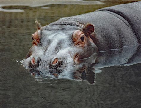 Mahali Denvers Hip Hippo Photograph By Imagery At Work Fine Art America