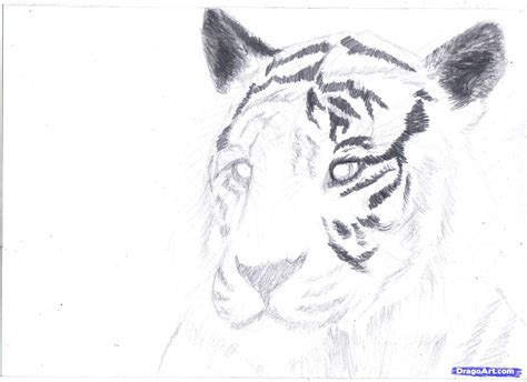 How To Draw A Realistic Tiger Step By Step Dragoart Peepsburgh Com