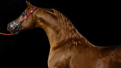 Arabian Horse Wallpaper 55 Images
