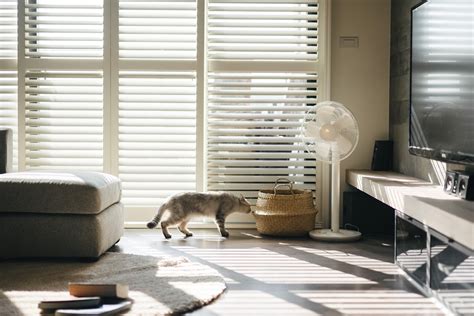 How To Make A Cat Happy Cat Friendly Home Design