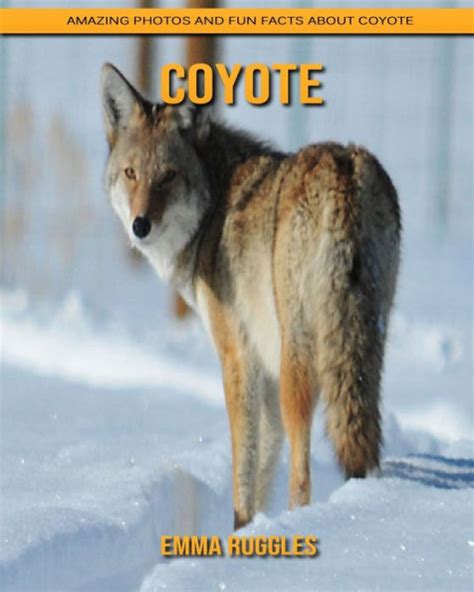 Coyote Amazing Photos And Fun Facts About Coyote By Emma Ruggles