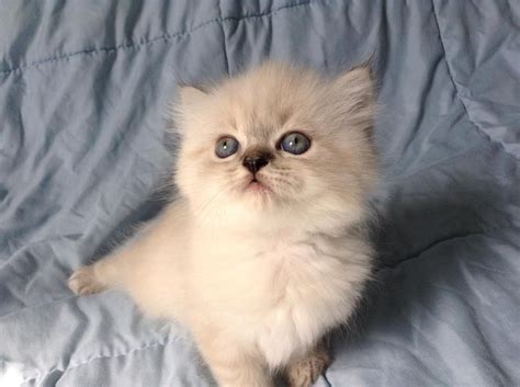 Lancaster puppies advertises puppies for sale in pa, as well as ohio, indiana, new york and other states. Persian Cats For Sale | Philadelphia, PA #247200 | Petzlover