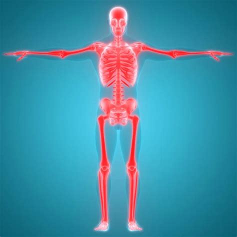 Human Skeleton System Anatomy Stock Photo By ©magicmine 325107178