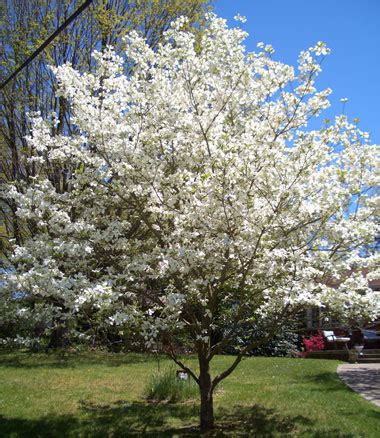 Flowering dogwood is a small tree, a small flowering tree, it tops out at maybe thirty to thirty five feet in the wild, often smaller than that under cultivation, with a spread that's about two thirds or almost equal to that. 99 Acres Alabama: Planting our Roots