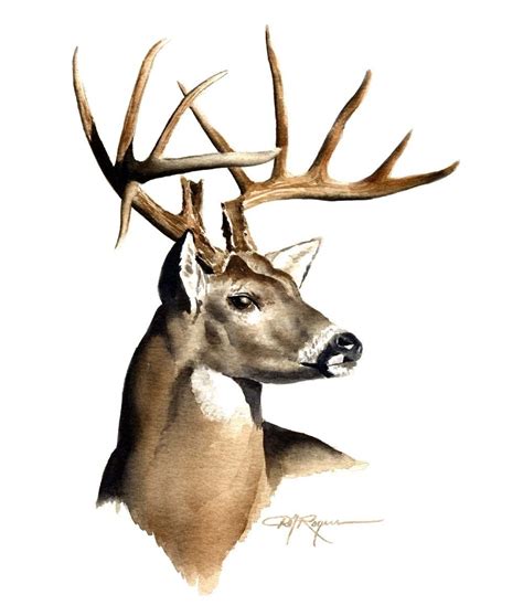 Whitetail Deer Sketch At Explore Collection Of