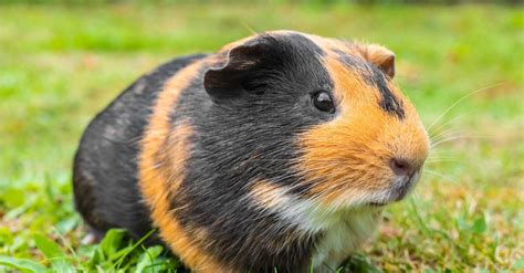 Discover The Largest Guinea Pig Ever A Z Animals