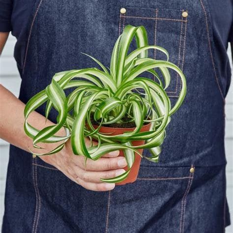 Spider Plant Bonnie Live Indoor Plants 4 And 6 Etsy