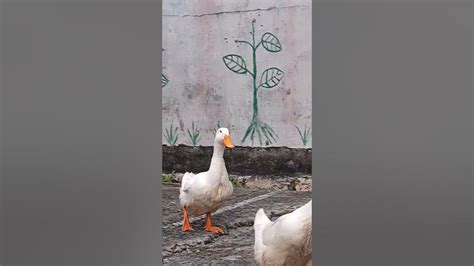 Bebek Jalan Jalan Di Kampung Sambil Bernyanyi Youtube