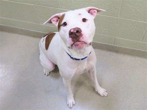 Here is a list of local dog shelters in the south florida area. Vero Beach Animals For Adoption | VeroBeach.com