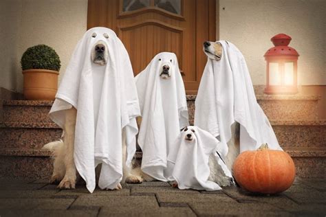 10 Unique Adorable And Frighteningly Fun Costumes For Dogs The