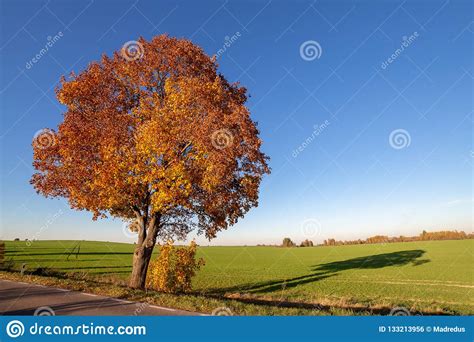Autumn Tree And Blue Sky Stock Photo Image Of Orange 133213956