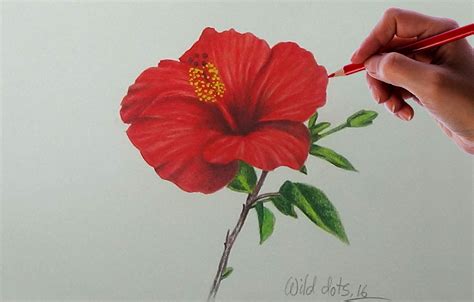 Hibiscus Flower Pencil Drawing At Getdrawings Free Download