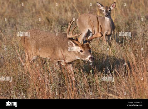 White Tailed Deer Odocoileus Virginianus Male With Female In