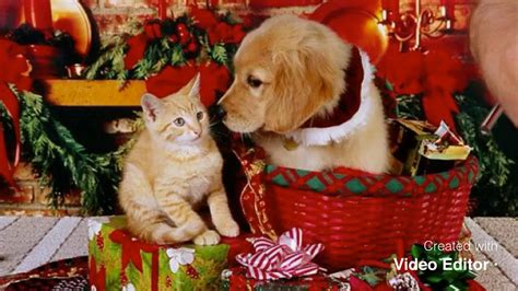 Cat And Dog Christmas Youtube