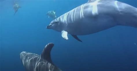 Beautiful Marine Life Cute Dolphins Helped A Lost Baby Seal Find Its