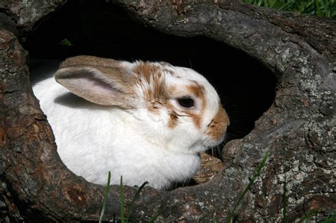 Why Do Rabbits Dig Holes Heres The Real Reason Behind It