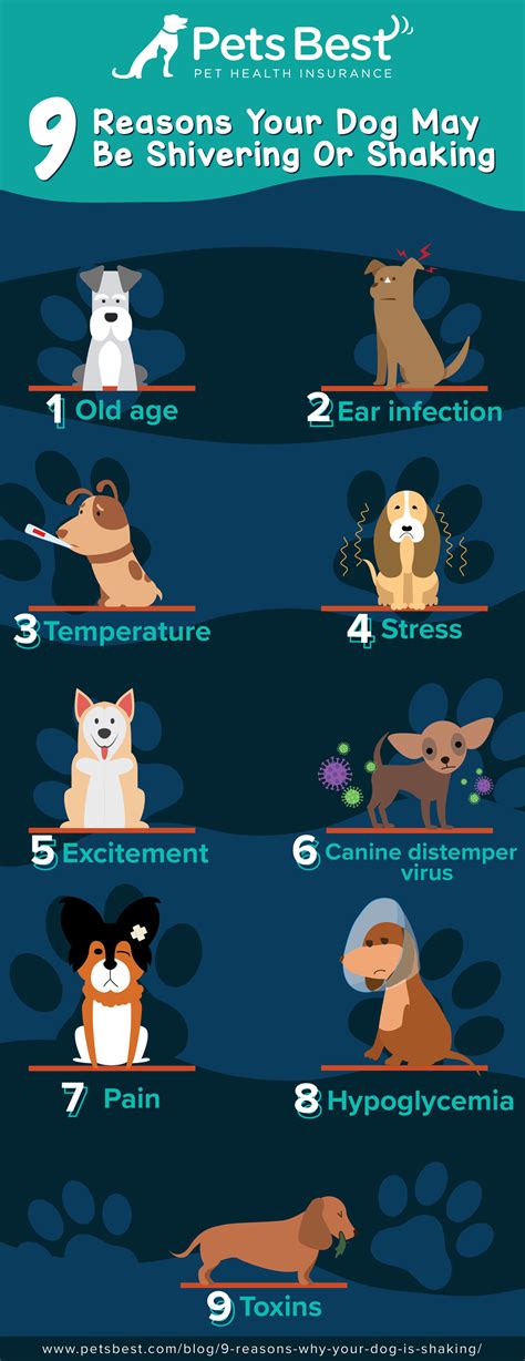 What Does It Mean When Your Old Dog Is Shaking: Understanding Senior