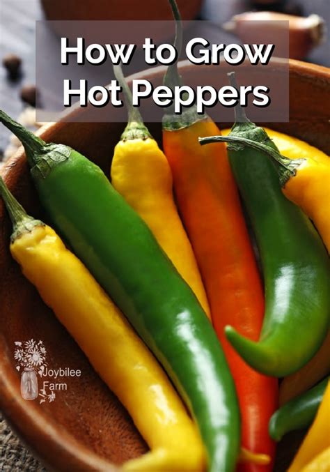 How To Grow Hot Peppers Joybilee® Farm Diy Herbs Gardening