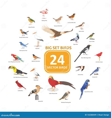 Big Set Birds Vector Illustration Stock Vector Illustration Of