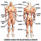 Muscle Exercise Names Photos